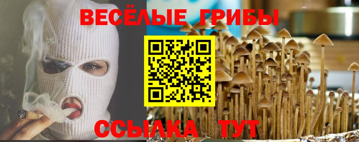 Галлюциногенные грибы Psilocybe Ахтубинск